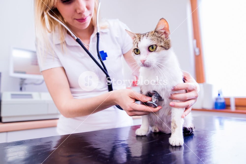 seo-services-for-animal-hospital-1 SEO Services For Animal Hospital