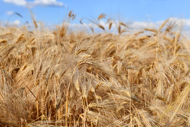 Ein goldenes Weizenfeld bei hochsommerlichen Temperaturen kurz vor der Ernte SEO Services For Flour Mill