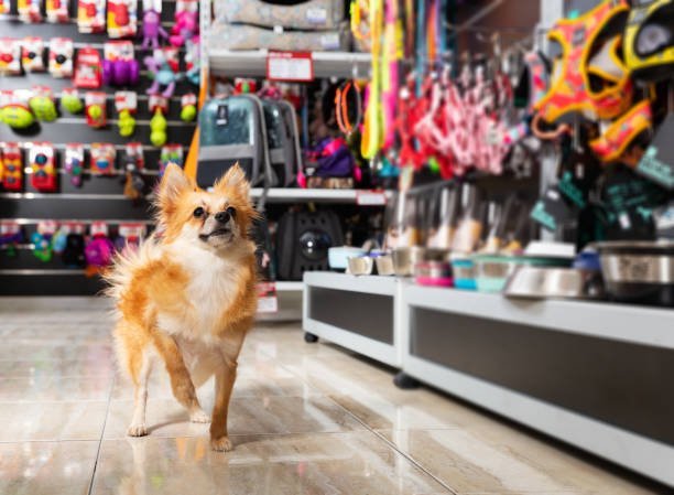 seo-services-for-petshop-2 SEO Services For Pet shop